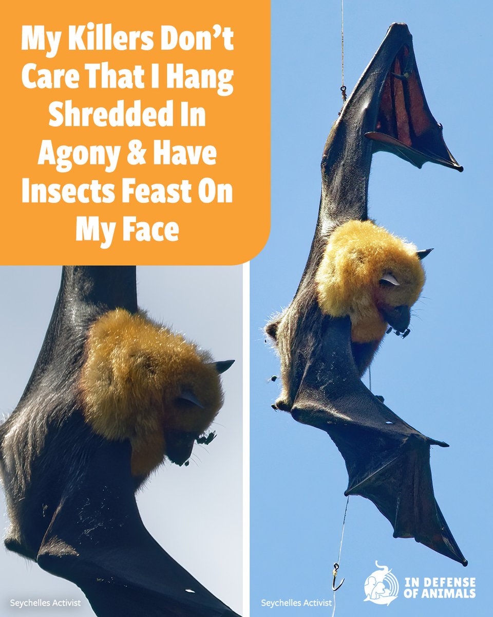 In Defense Of Animals tweet media