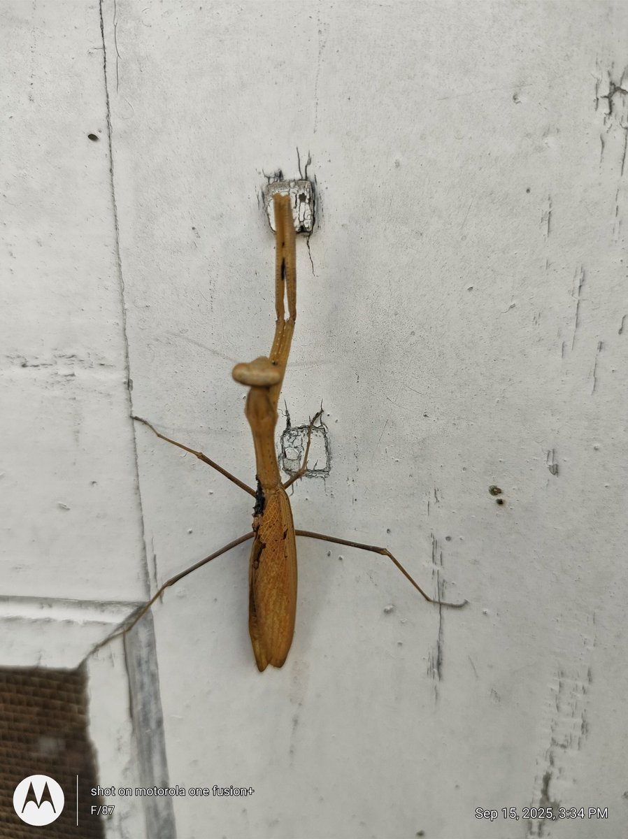 Manjit singh tweet media