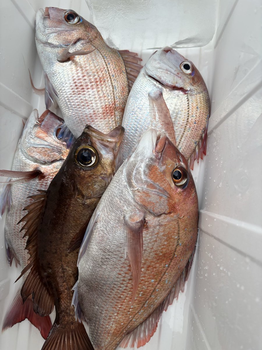 ルル　猫🐈🐈‍⬛レオパ🦎海釣り🎣 tweet media