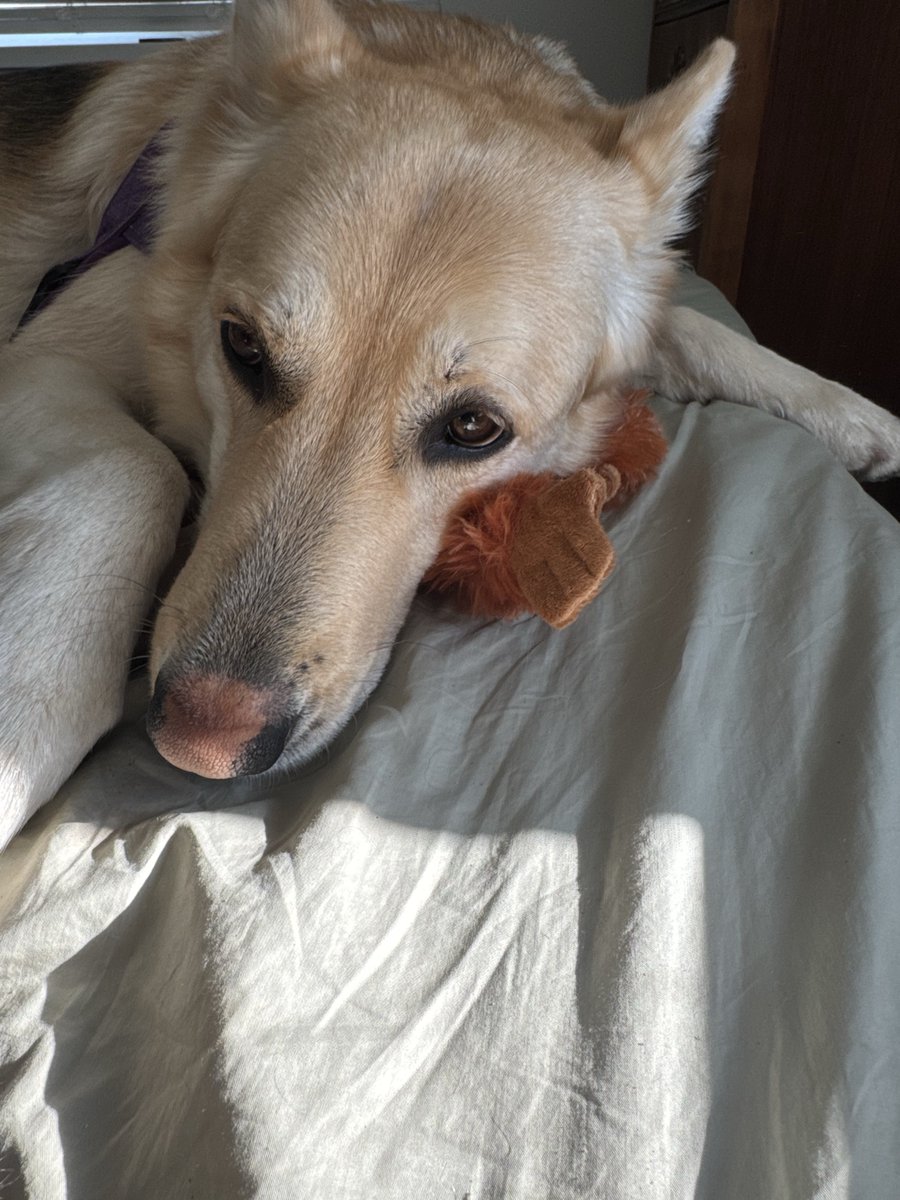 🦅 AlaskaBird (anti-woke)🪶 🇺🇸 tweet media