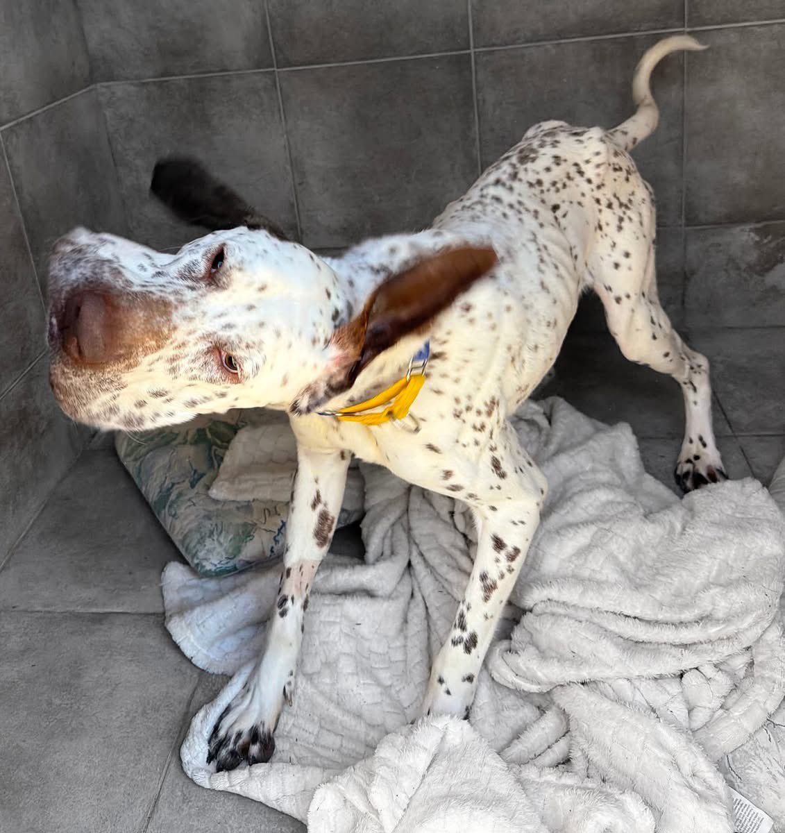 Galgos del Sol tweet media