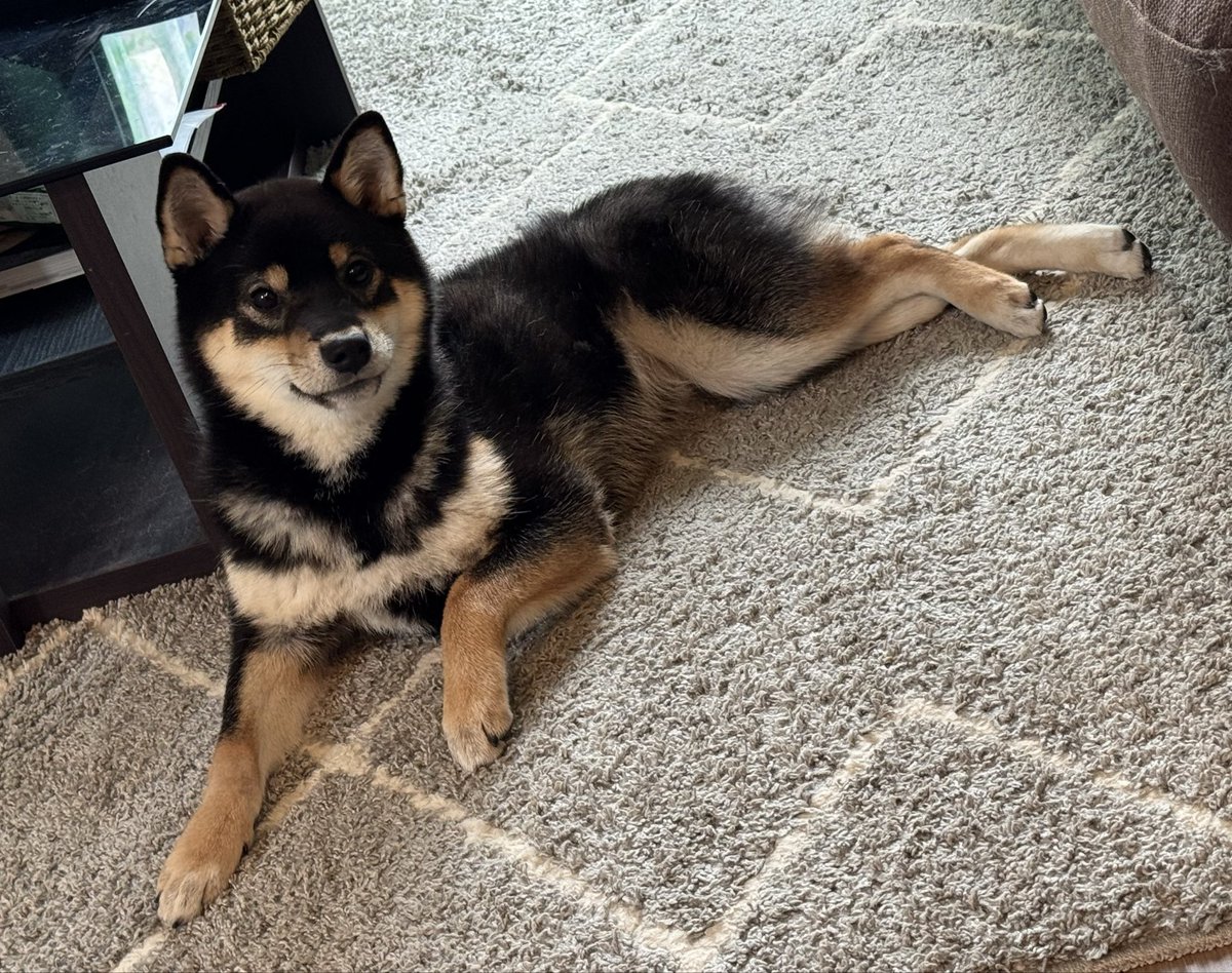 柴犬おこげ tweet media