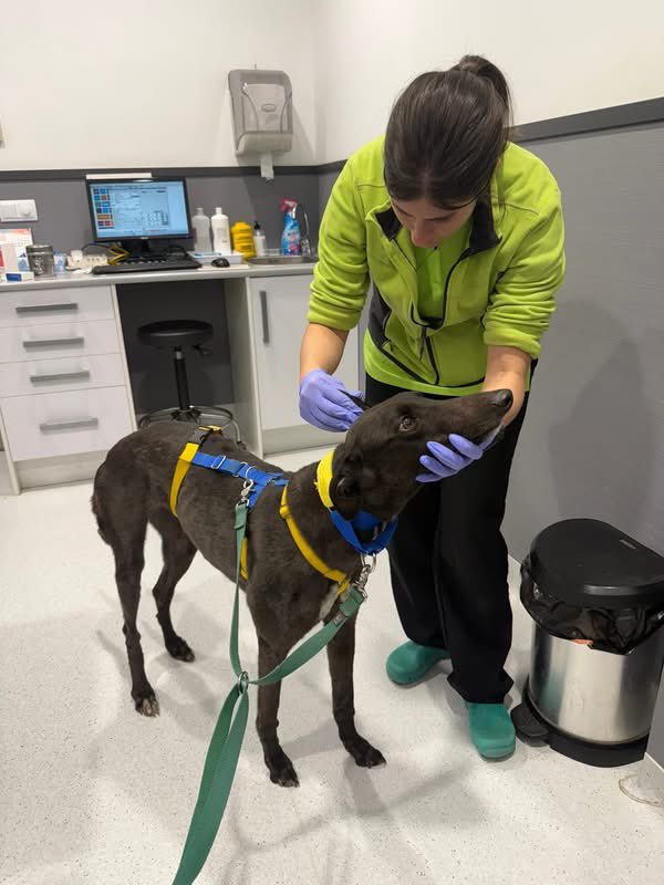 Galgos del Sol tweet media