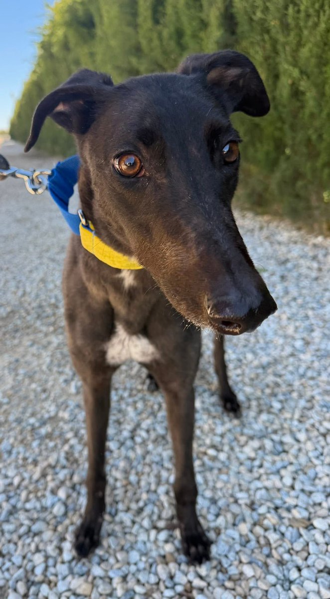 Galgos del Sol tweet media