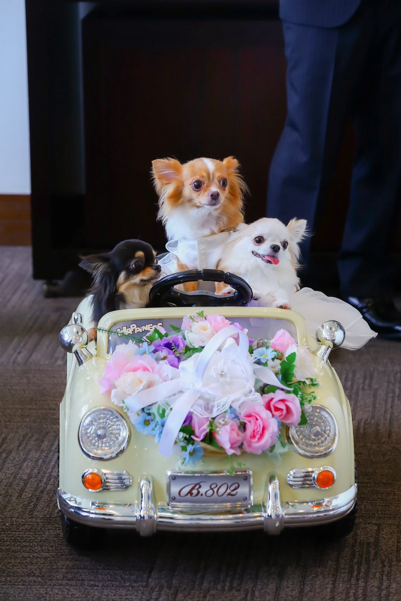 梅羽毬 tweet media