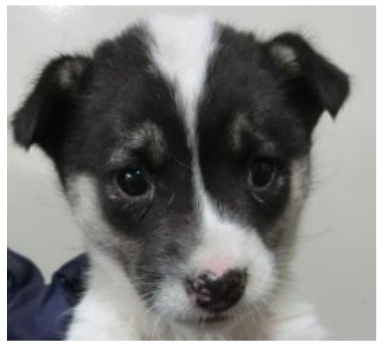 ニャンコ tweet media