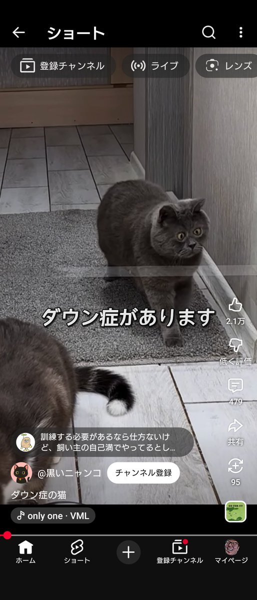 fukucmanniia's tweet photo. ダウン症のネコ出てきてガチおもろい https://t.co/Sj8MrkQ9wI