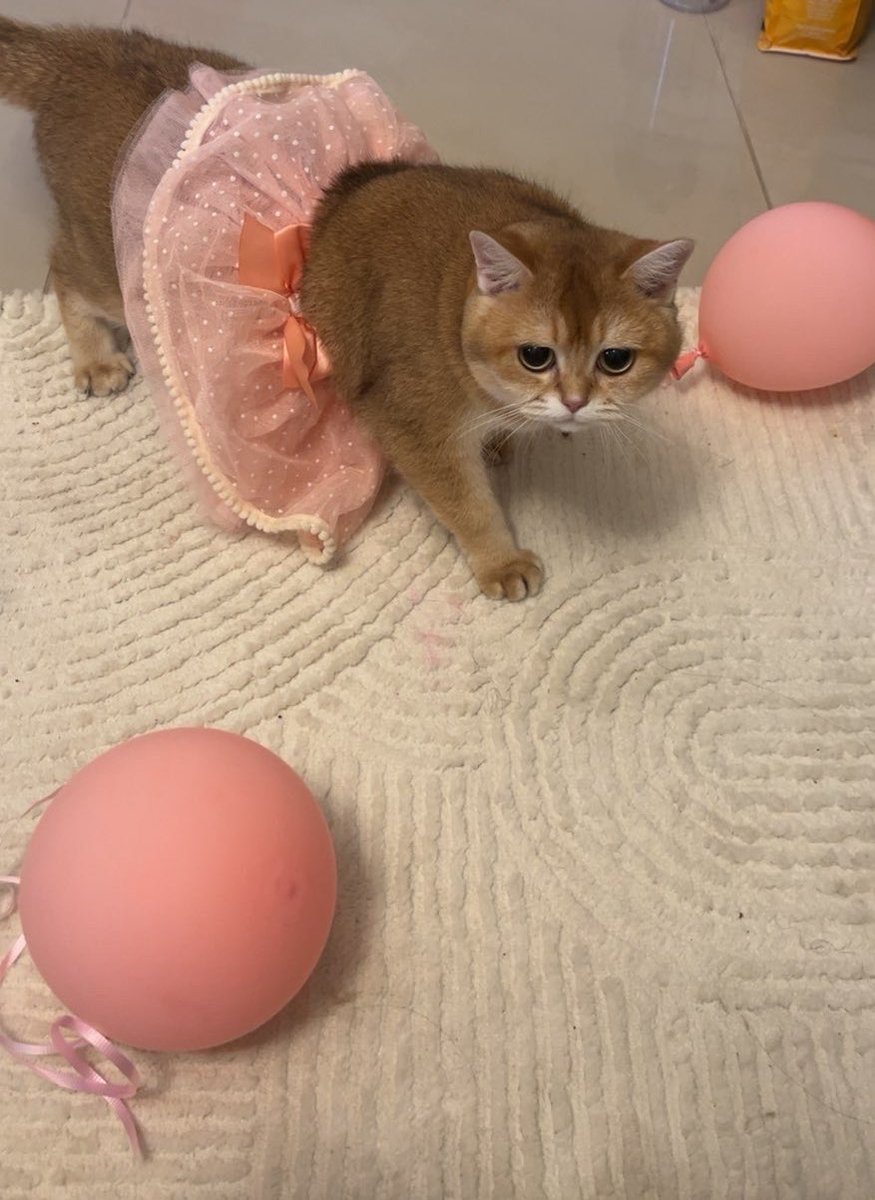 Lacnorina tweet media