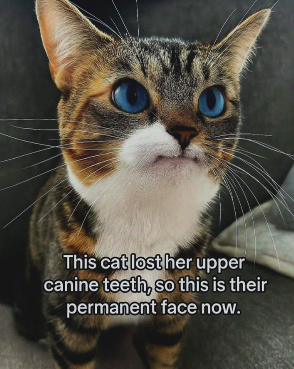 Shitpost 2077 tweet media