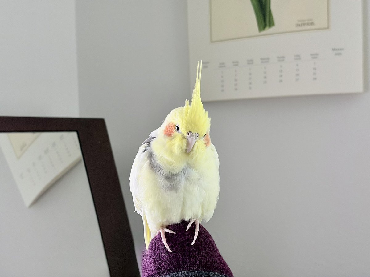 oboyu's tweet photo. 鳥、本日も目を光らせさせながら、つま先にとまっていただきありがとうございます https://t.co/03MR3sKC6Y