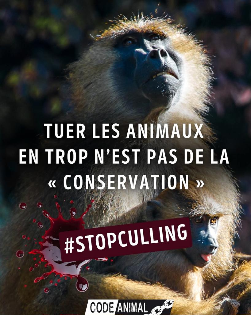 Adea Claude tweet media