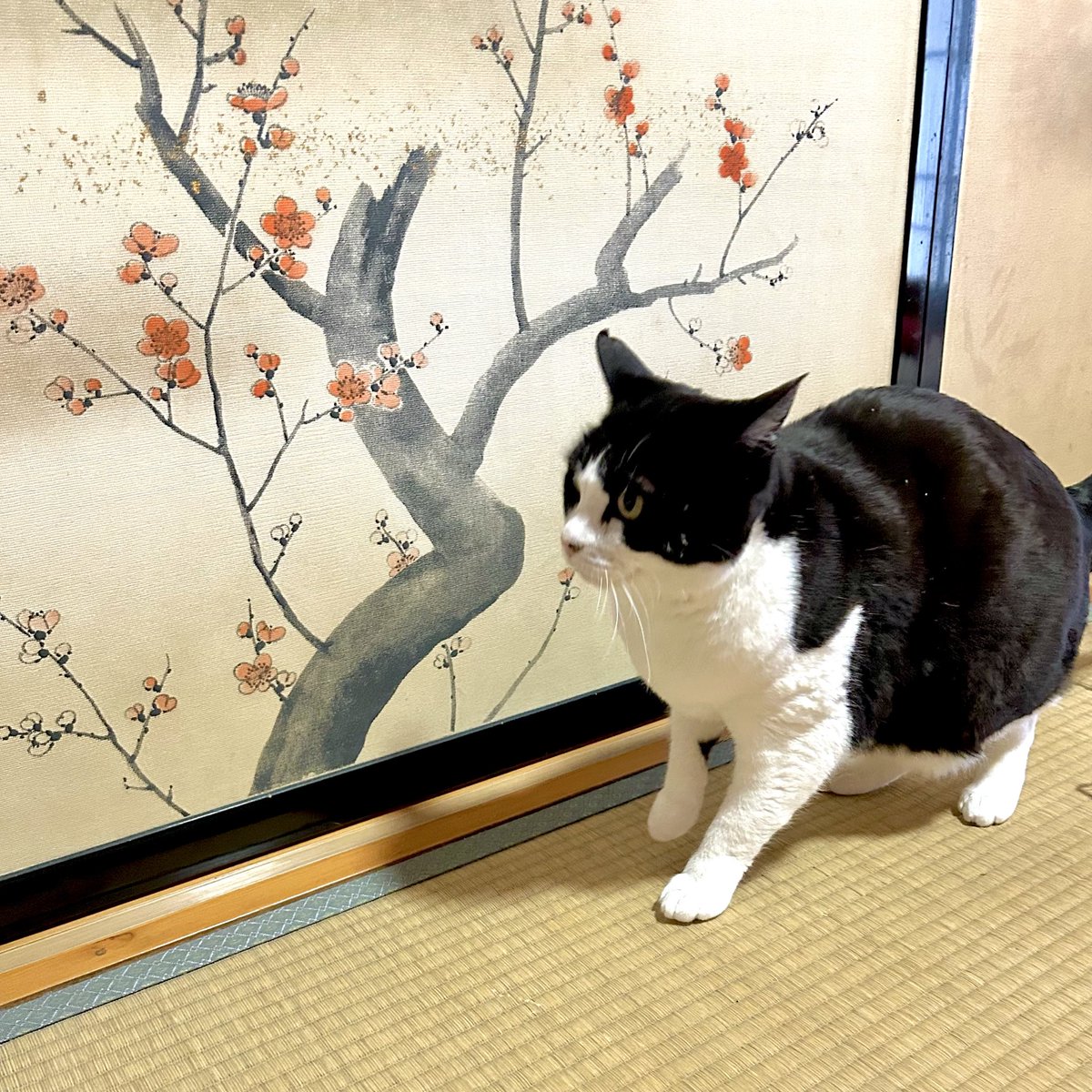 おネコさんฅฅ^•ﻌ•=^୭
たまに会うだけのニンゲンに
簡単に写真撮らせてくれるわけもなく😅
あっっっという間に去って行った๑๑=3