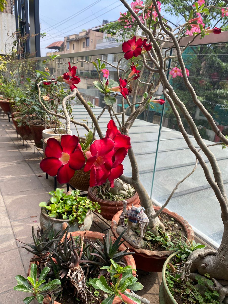 Shalini Narayanan tweet media