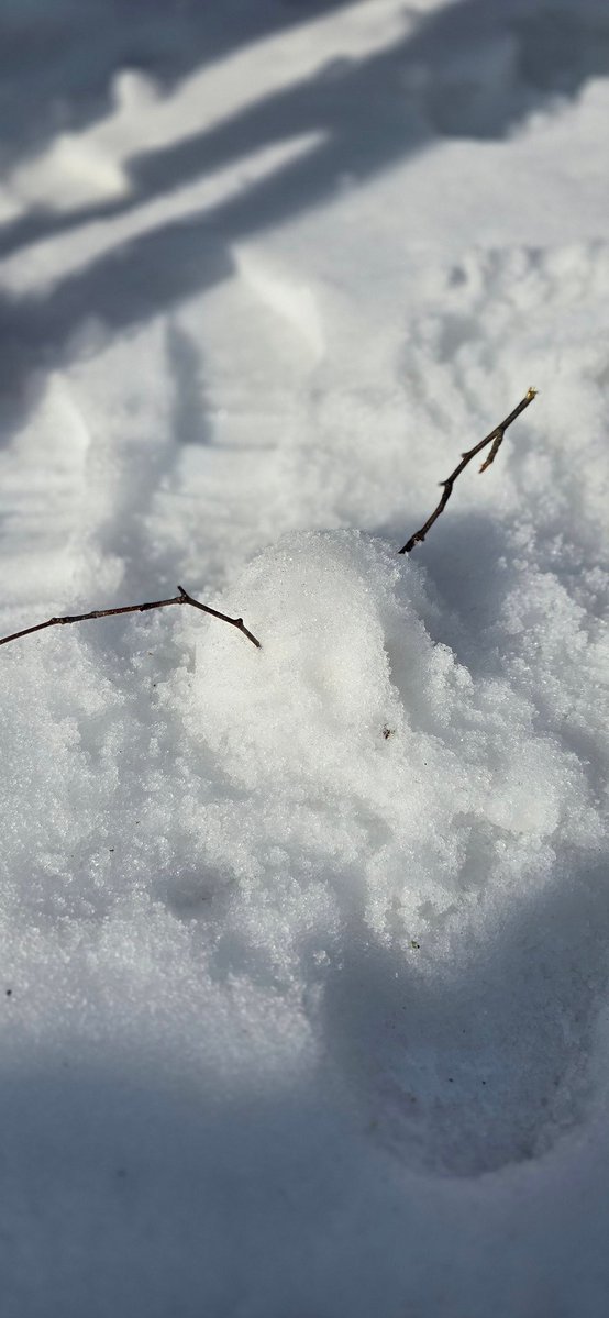 Marley Liu tweet media