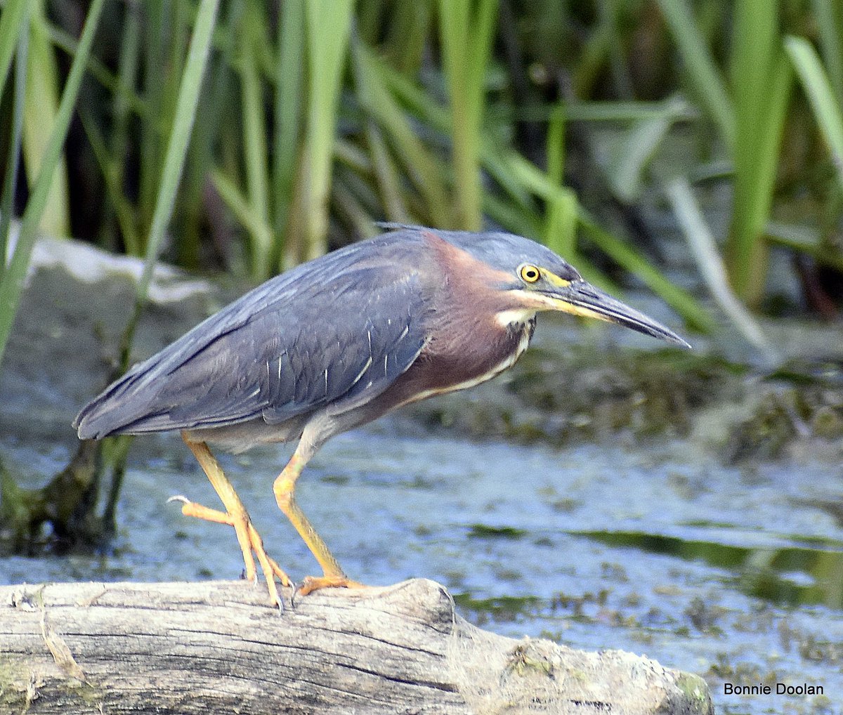 Bonnie Doolan tweet media