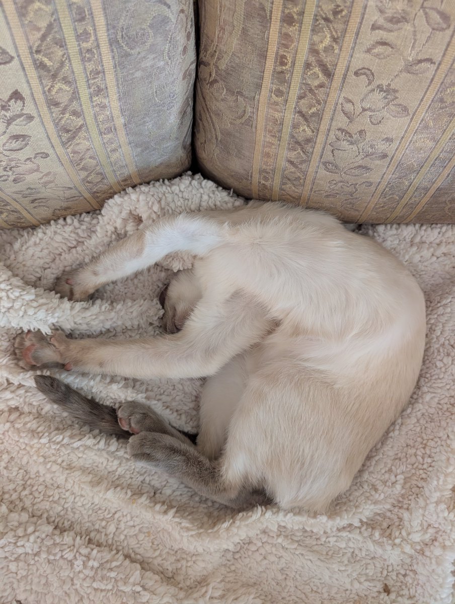 Really_Bad_At_Names, Good at Science🦎 tweet media