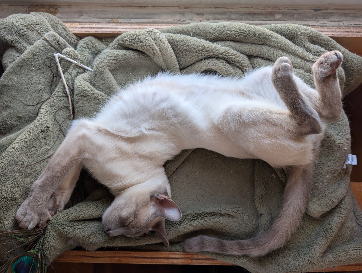 Really_Bad_At_Names, Good at Science🦎 tweet media