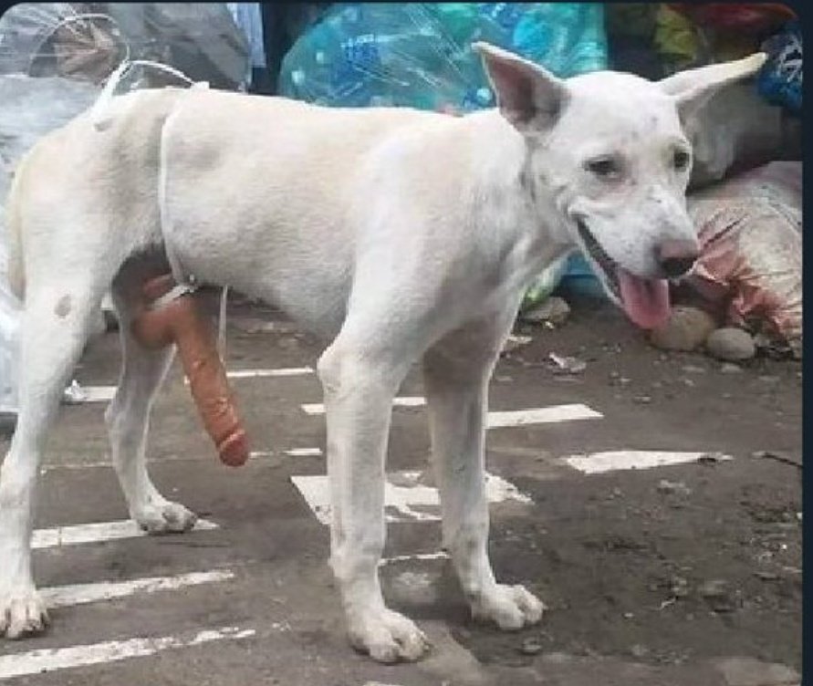 niko kadi🐋 tweet media