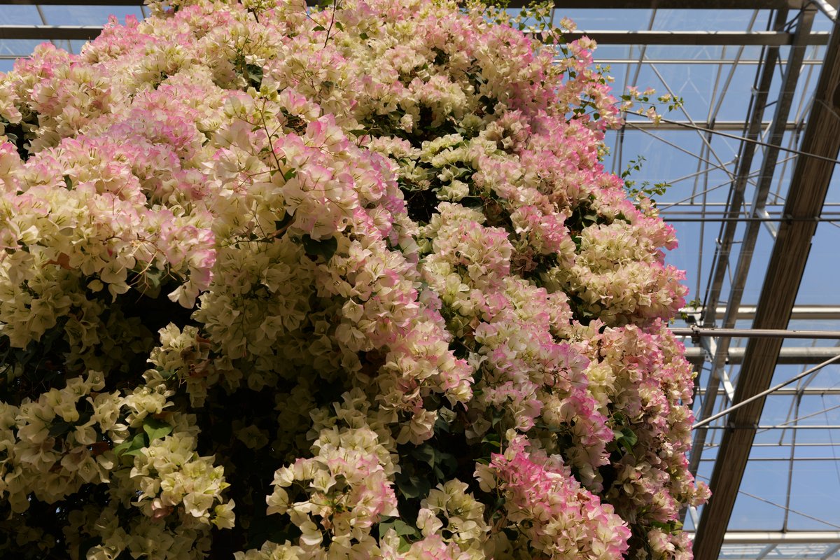 감별RuleOut tweet media