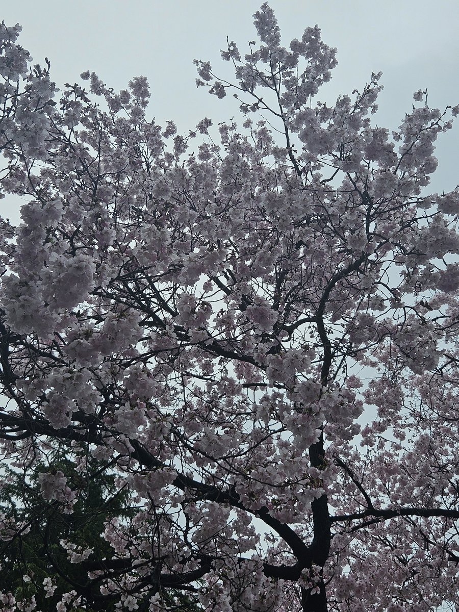 Halo • ハロ 🐎🎮 tweet media