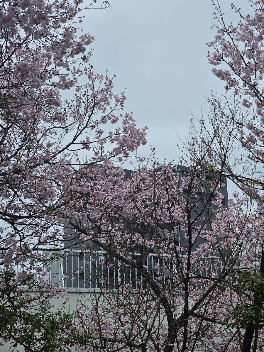 Halo • ハロ 🐎🎮 tweet media