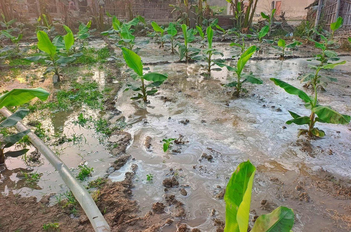 22ankitsingh's tweet photo. Banana Plant after 6 Month https://t.co/YZ18lPc7FA