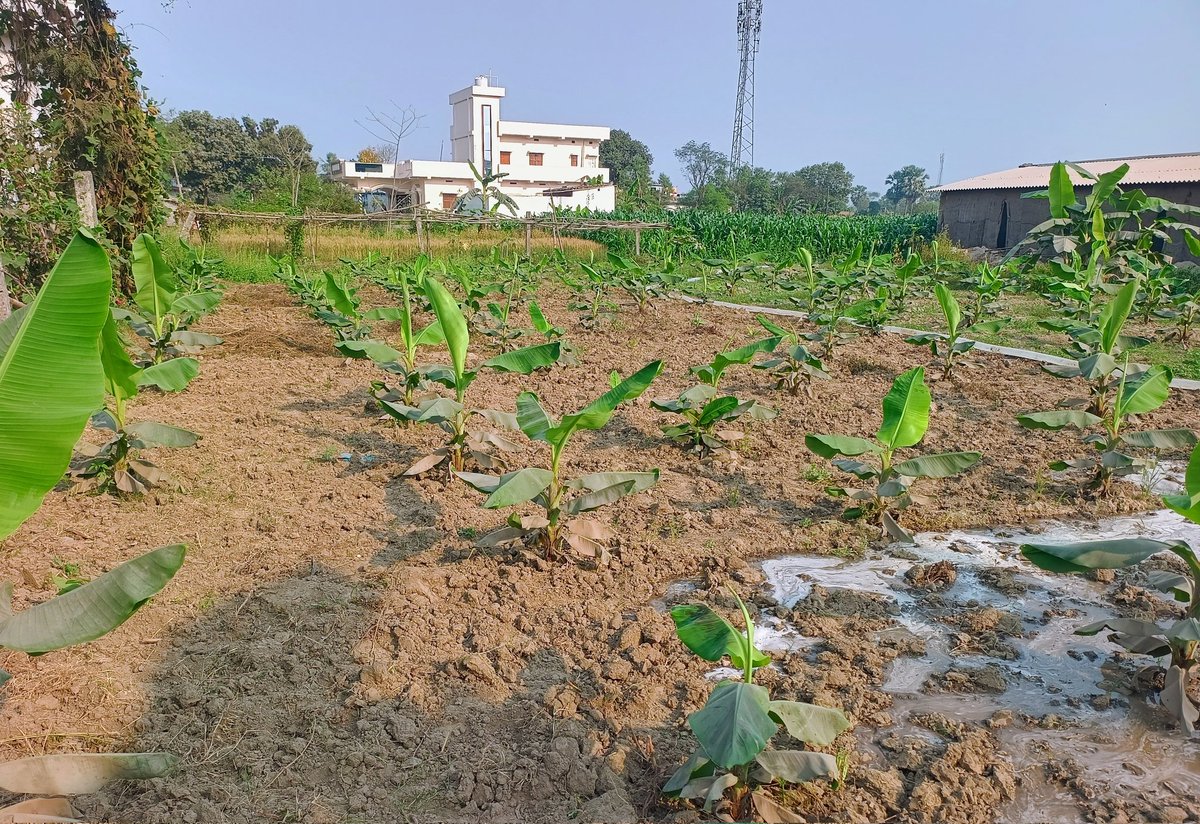 22ankitsingh's tweet photo. Banana Plant after 6 Month https://t.co/YZ18lPc7FA