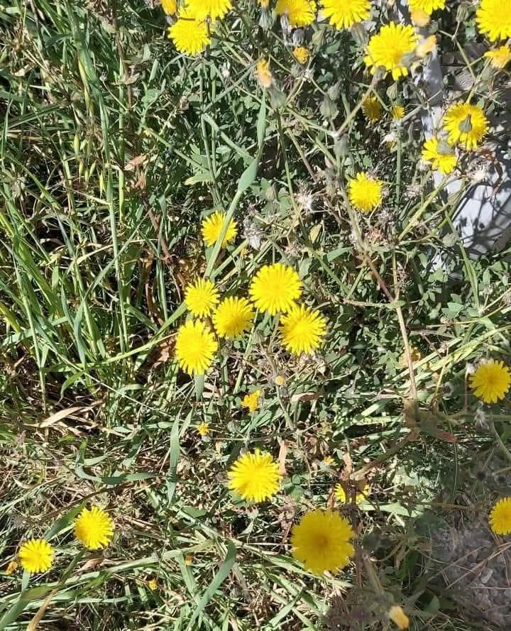 Arnau Cabeza Garrido tweet media