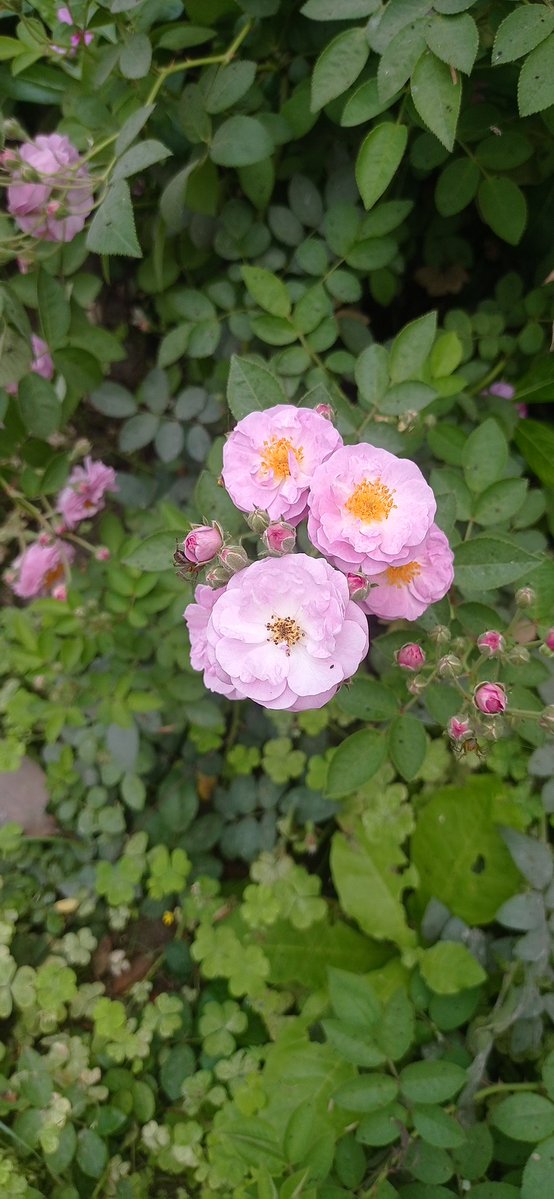 Kajal Singh (Kaju) tweet media