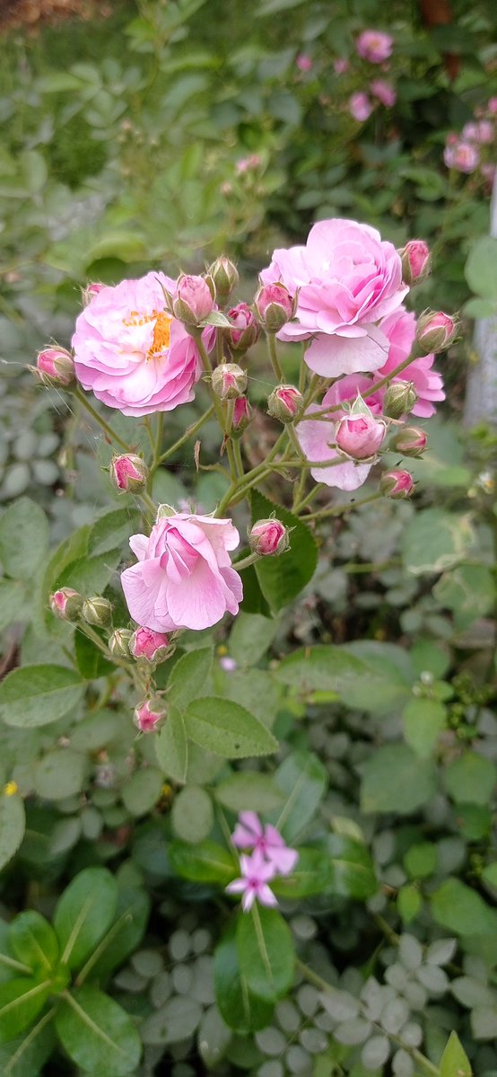 Kajal Singh (Kaju) tweet media