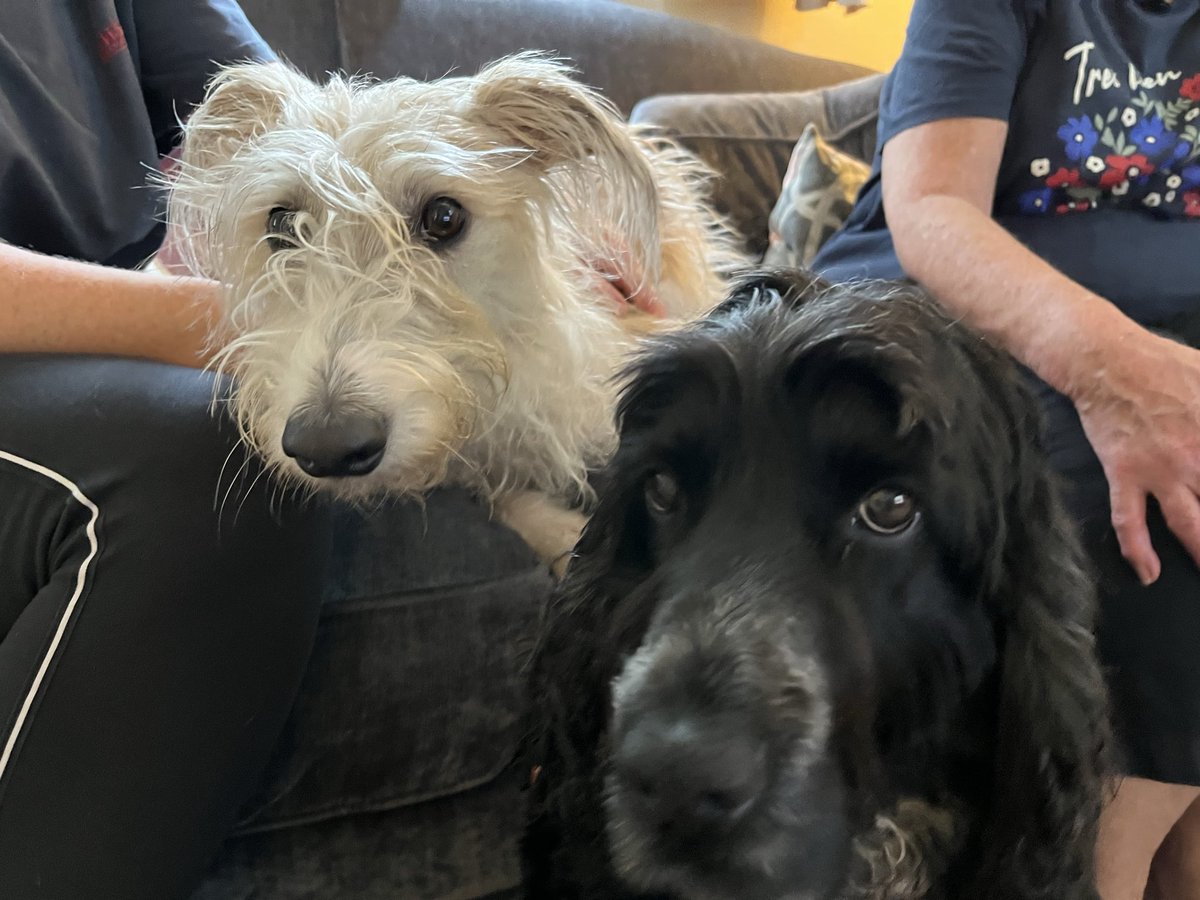 victor calver🐾 🤍💛💙 tweet media