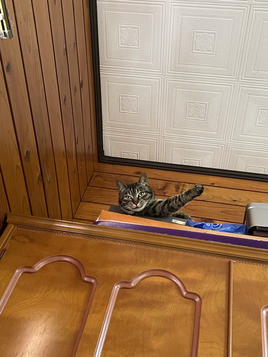 キャレン🐱🎮 tweet media