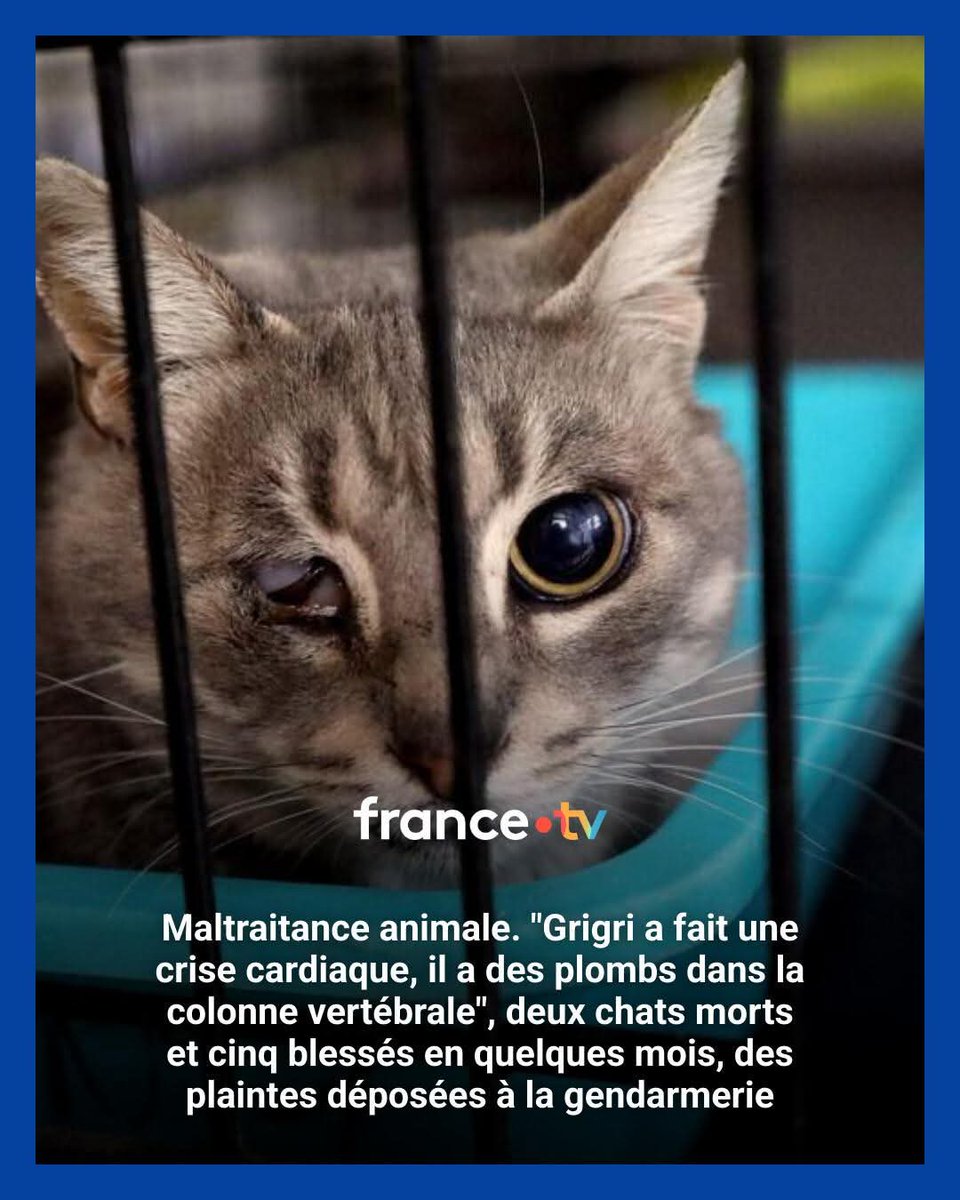 Adea Claude tweet media