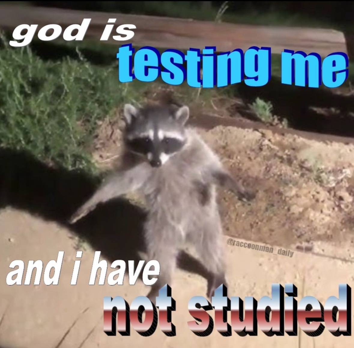 raccoon aesthetic. tweet media