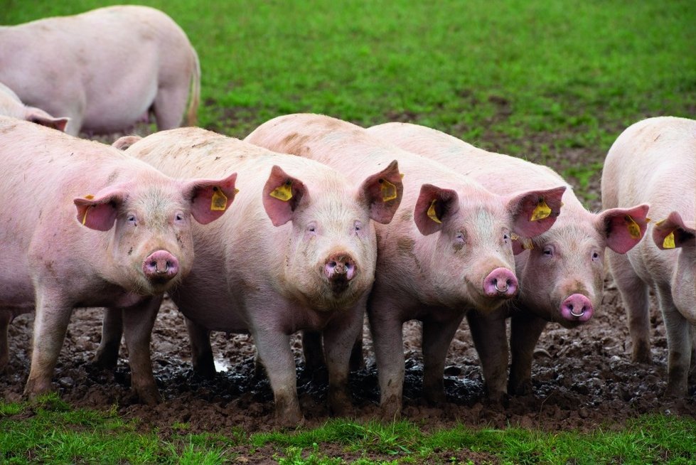 Randy McCool tweet media