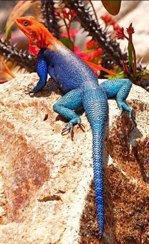 Patchris tweet media