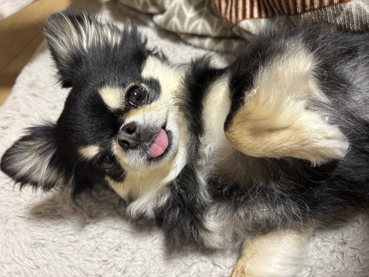 いなち🍓16期クリコミュサポ隊🧑‍🍳🍞 tweet media