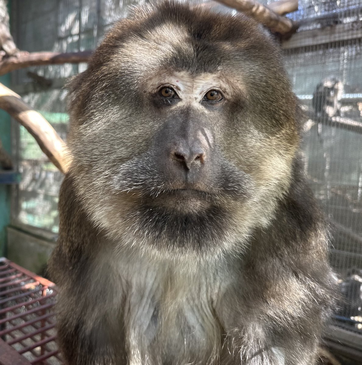 日本モンキーセンター(公式) tweet media