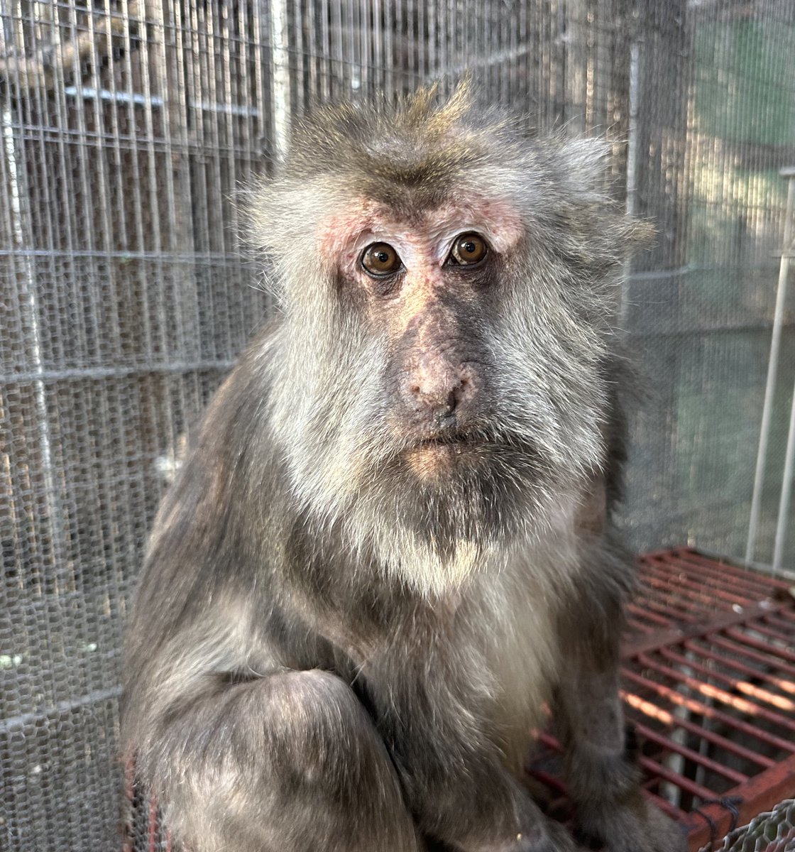 日本モンキーセンター(公式) tweet media