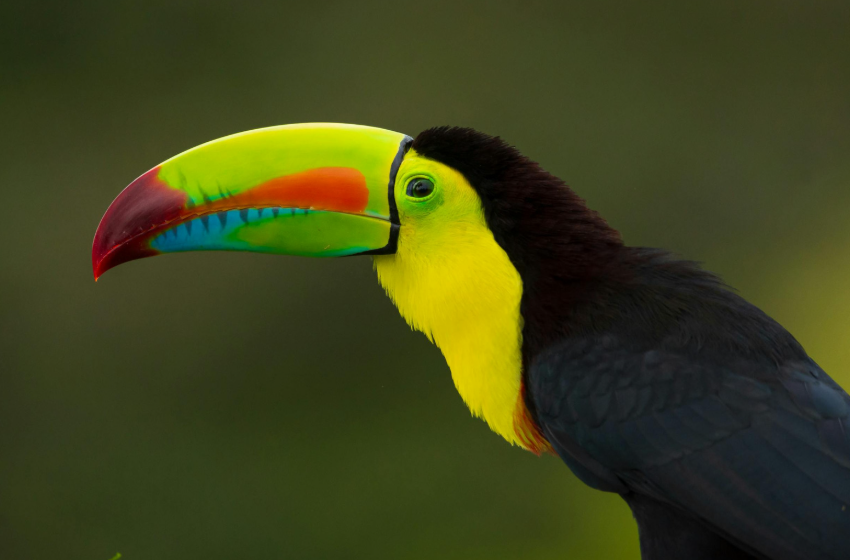 てう@ボードゲーム用|ボドゲブログやってます| tweet media