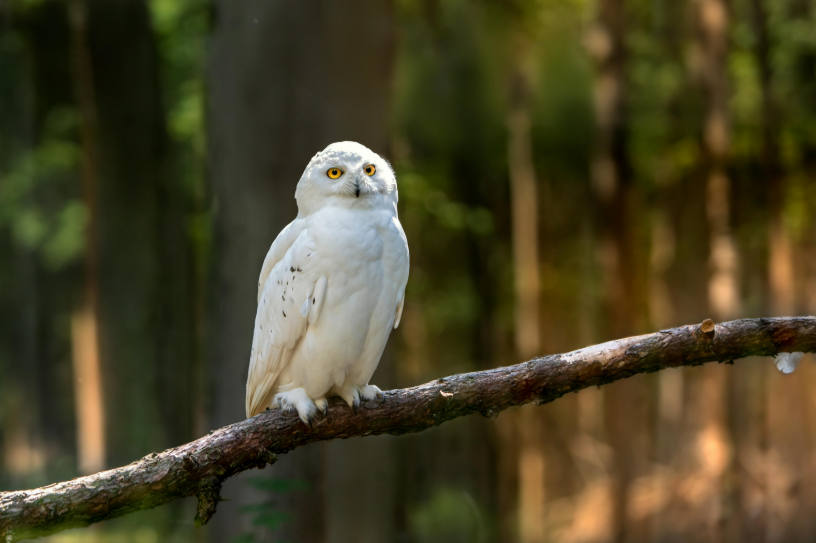 てう@ボードゲーム用|ボドゲブログやってます| tweet media