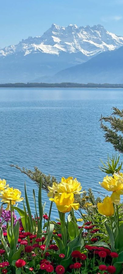 Chart Sufi tweet media