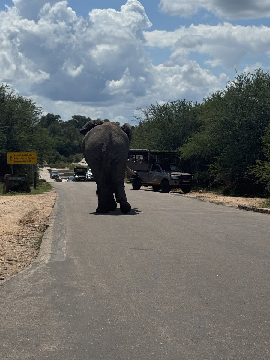 The Real KING OF THE JUNGLE tweet media