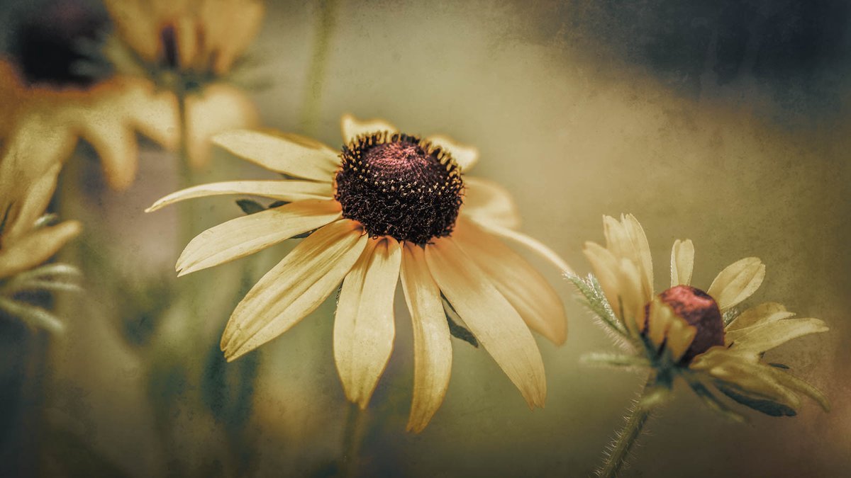 Tina Quillen Photography tweet media