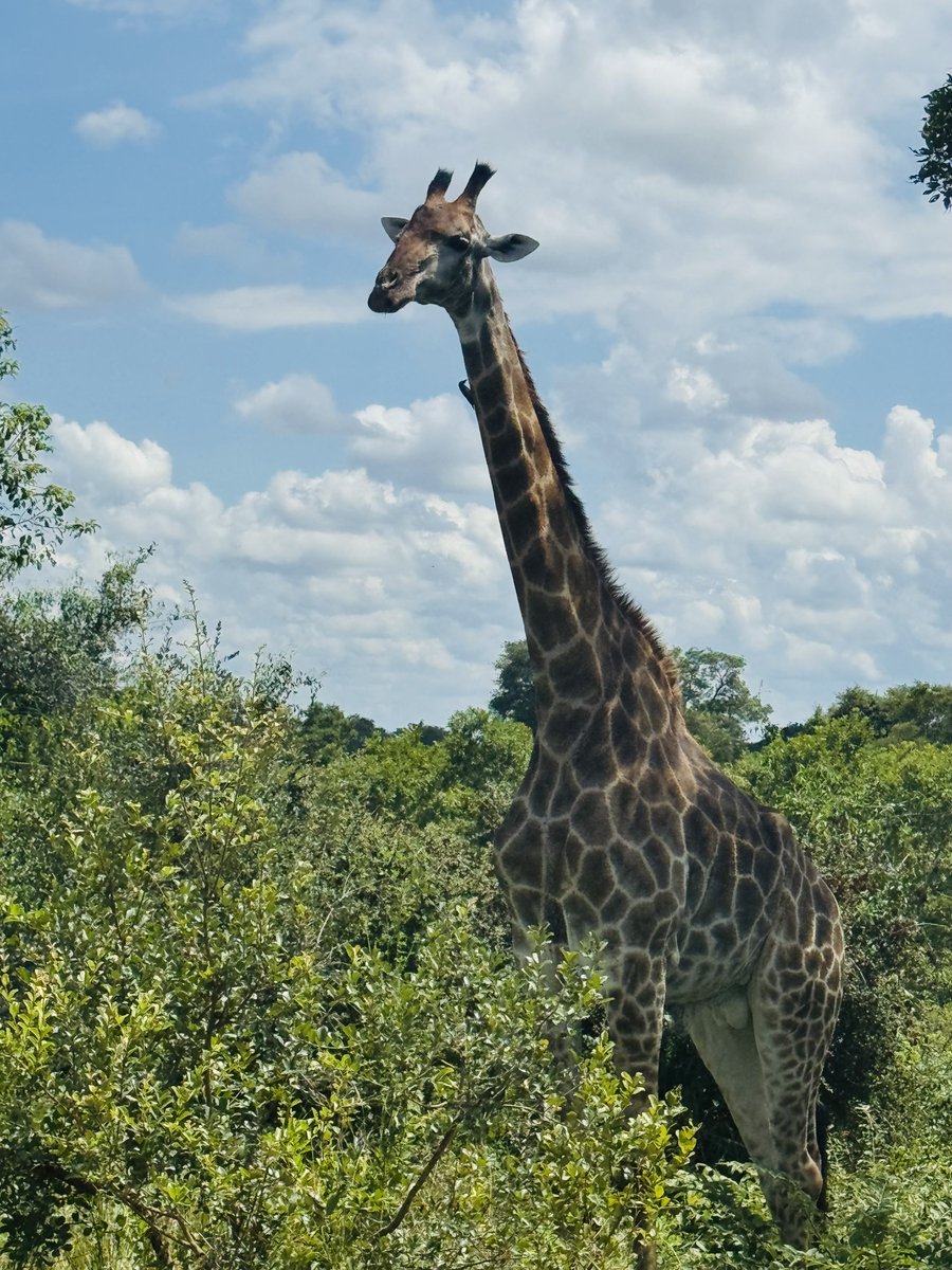 The Real KING OF THE JUNGLE tweet media