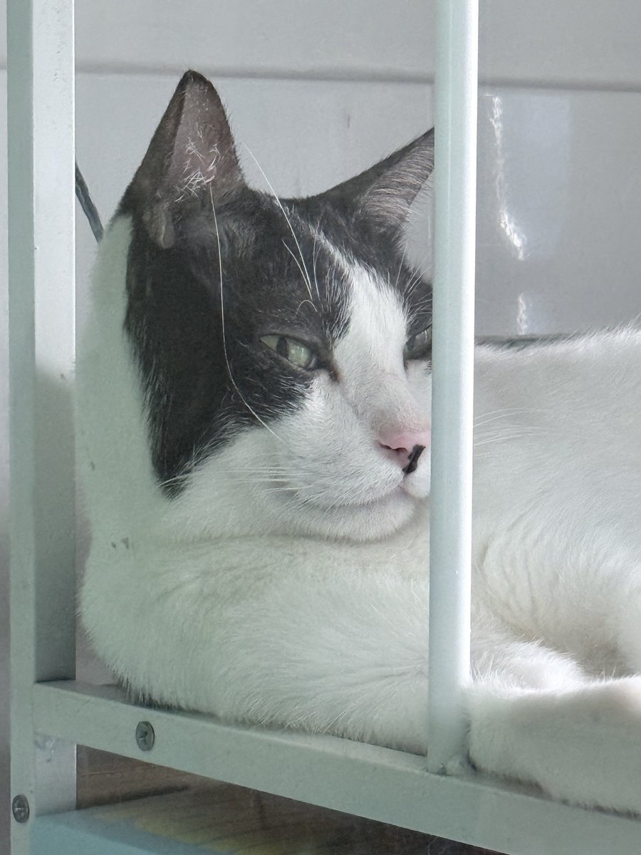 พอจอ 𑣲ˏ tweet media