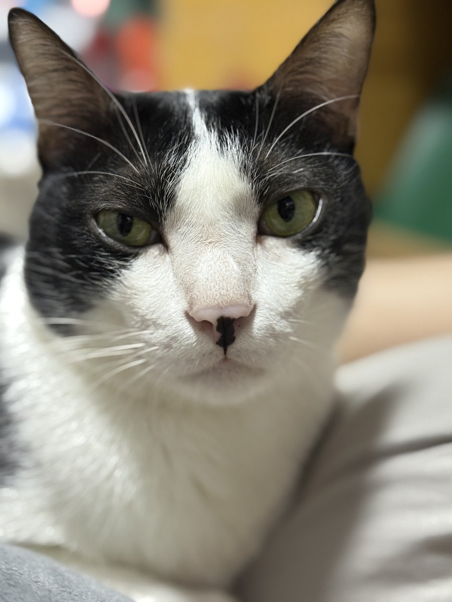 𝓇𝑜𝒸𝓀𝑒𝓉𝓂𝑒𝑜𝓌 🚀 tweet media