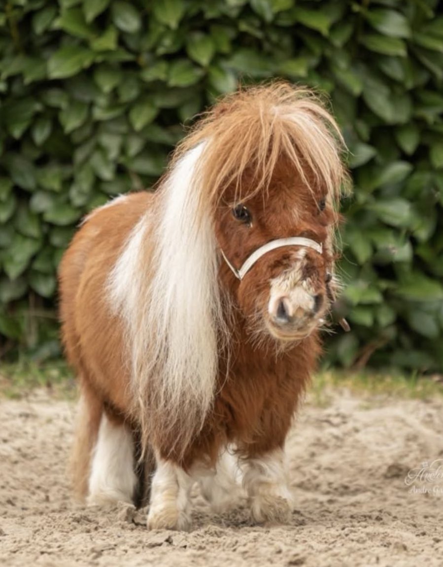 folkative tweet media