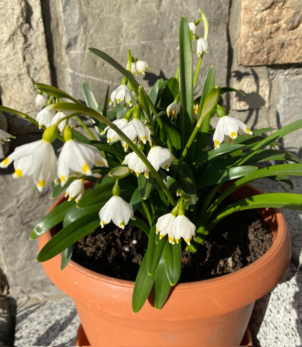 webcat ⚪🔬 tweet media