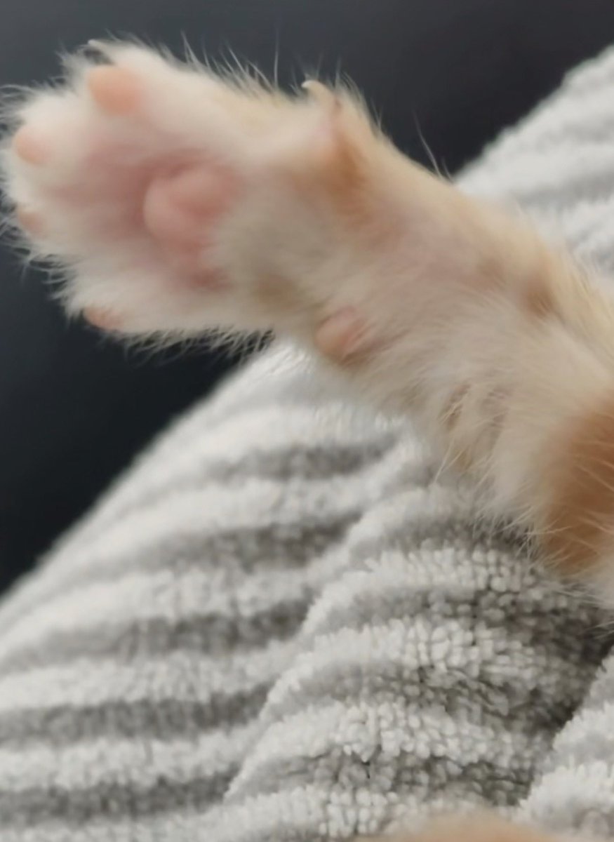 Bella. Chen tweet media